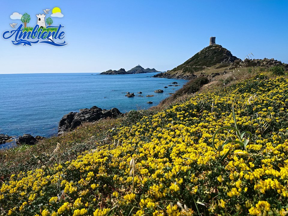 Ambiente_anim's tweet photo. Visites de cette semaine

26 août : Plage du Ricanto   17h00
27 août : Plage de Capitello 16h30
28 août : Grand site de la Parata  17h00
29 août : Parc des Milelli       17h00

Durée : 1h30-2h
Infos et inscriptions : 06 46 58 50 93 https://t.co/B93lvo1qI1