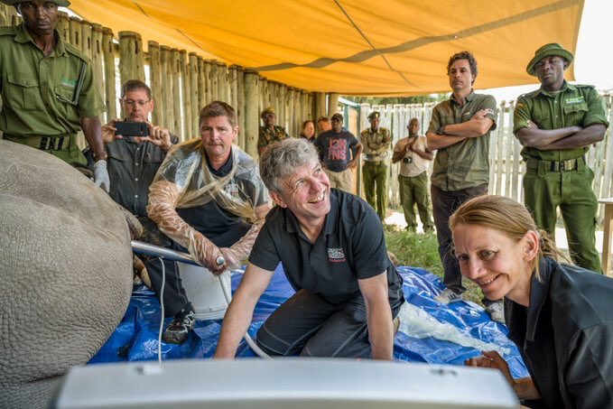 MaudhuiHouse's tweet photo. @OlPejeta conservancy with the assistance of its partners have reached a milestone that could see the revival of the almost extinct, Northern White Rhino Species, through a Genetic Engineering technology known as IVF(In-vitro fertilization) (Thread)

#NorthernWhiteRhinoRecovery https://t.co/DjwIw42Ep6