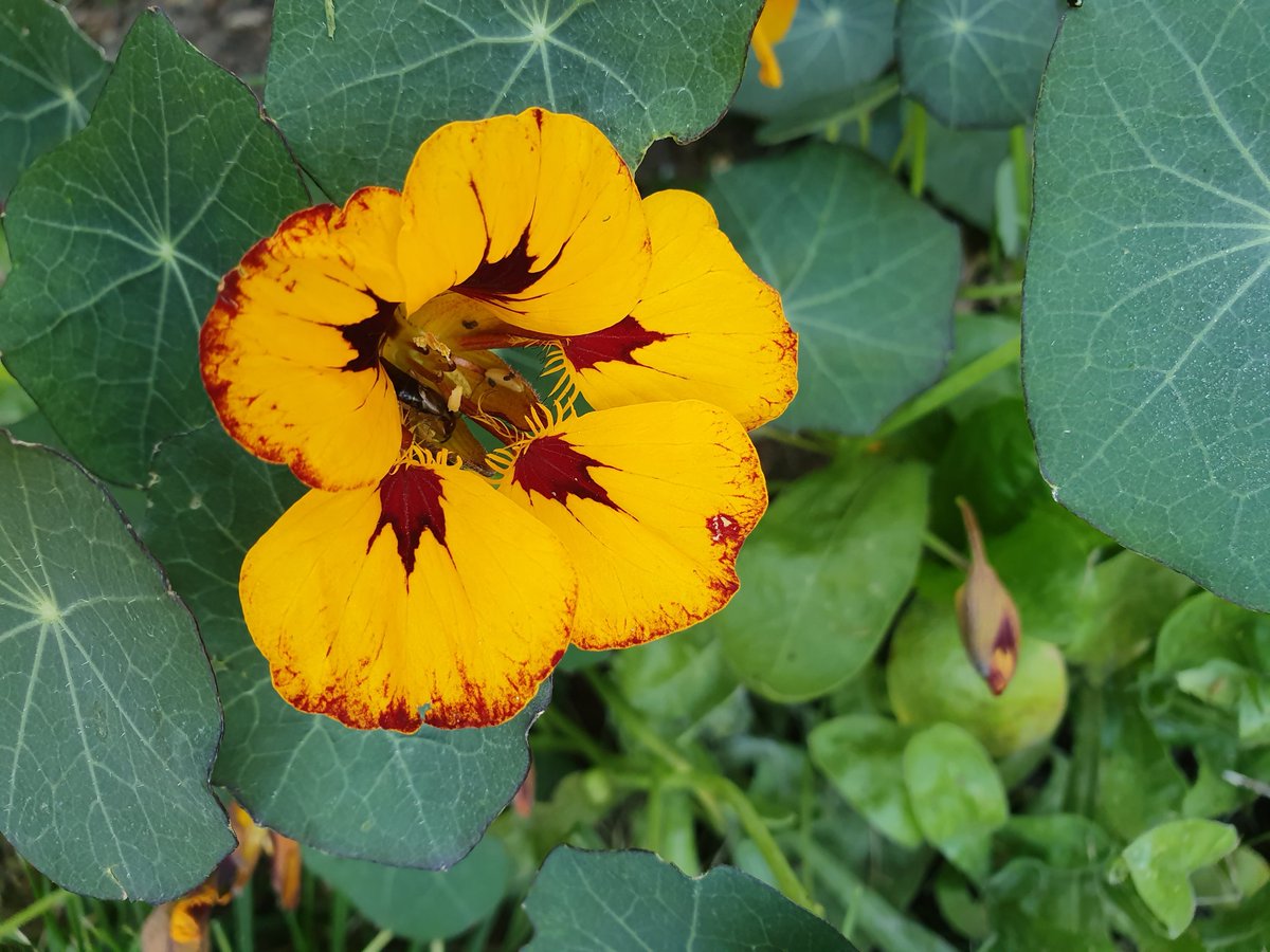 <a href="/cahprc_m/">Cheshire Merseyside</a> @NIHRWLOD <a href="/NWNWBDA/">North West England and North Wales BDA Branch</a> <a href="/belgeonne22/">stephanie belgeonne</a> @SoRRachelHarris @GillyGorry <a href="/SLTCWilliams/">Catherine Williams</a> <a href="/ClaireW_UK/">Claire Whitehouse (#whywedoresearch)💚💙</a> <a href="/Lingo_speech/">LINGO</a> <a href="/katdaz01/">Kate Charles</a> <a href="/RuthHeaton/">Ruth Heaton</a> Thank you, check out #NordicStroke2019 
x.com/AvrilDrummond1…