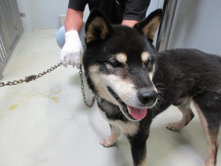 99以上 鴻巣保健所 犬 髪型