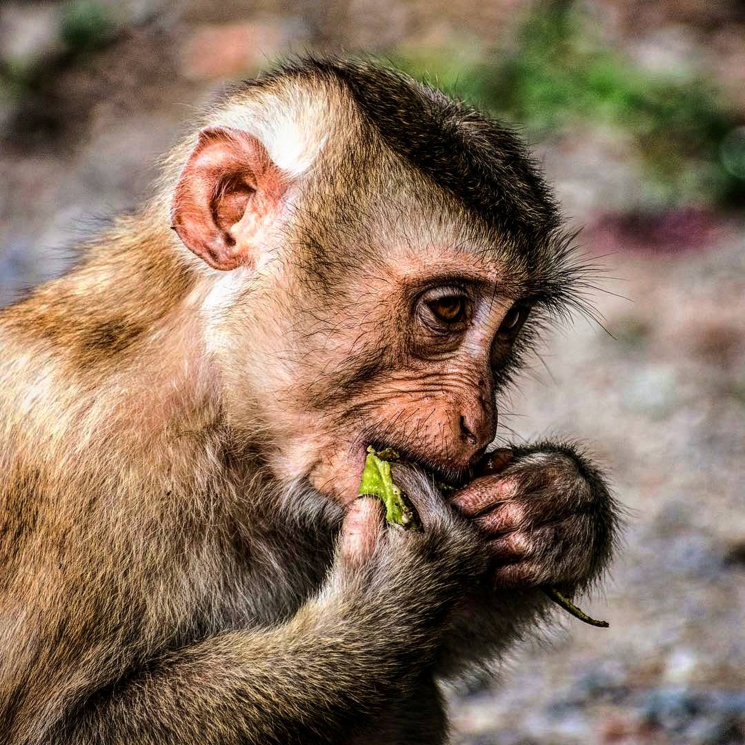 FPphayam's tweet photo. A young monkey during his meal
#aowkhaokwai #buffalobay #kohphayam #ranong #thailand #thai #kohlife #paradise #thaiisland #andaman #monkey #youngmonkey #ape https://t.co/Vr932uNbhY