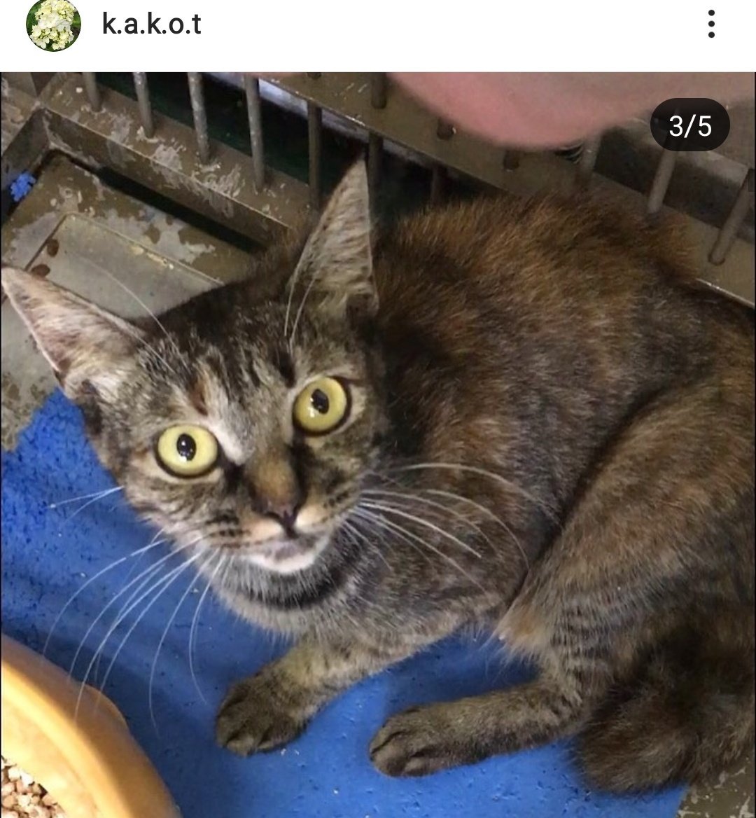 持ち込み収容されました

動画あります

撫でられ慣れている可愛い子
頭を傾け撫でられるのが好きな子のようです

あまり大きい声で鳴く子じゃないかもしれません

凄く細く可愛い声でした

インスタDMからのお問い合わせとなっております

気になった方お問い合わせお願い致します