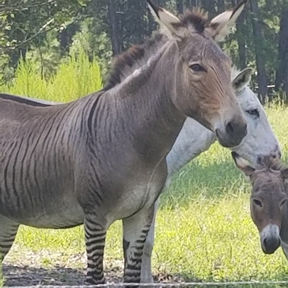 JHTuten's tweet photo. This is Friday and you may need a reminder that Zebra-Donkey hybrids are real. #Zedonk #Myrtlefarm https://t.co/C2lcAjoN4i