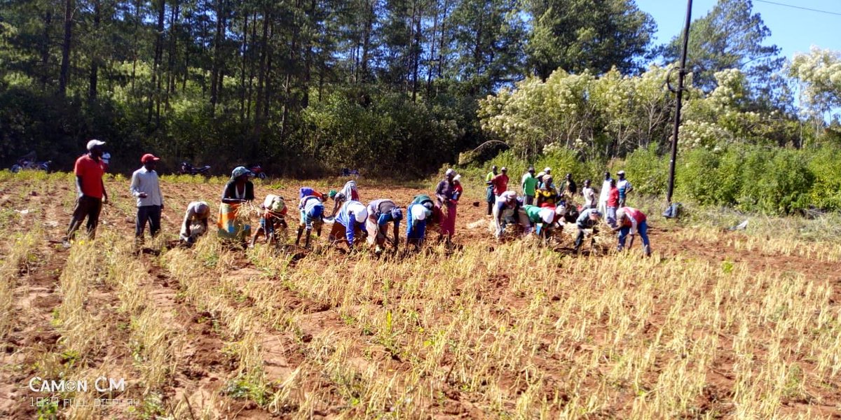 BeiraGrowth's tweet photo. Bean crop harvest underway in Sussundenga!
The harvest season for  beans is  underway in the Rotanda irrigation scheme in Sussundenga district. We caught up with the farmers at the Nharai Muone association who have been producing beans for  many years. 
https://t.co/Z6Qi2dxQqR https://t.co/C8NQFVxYgI