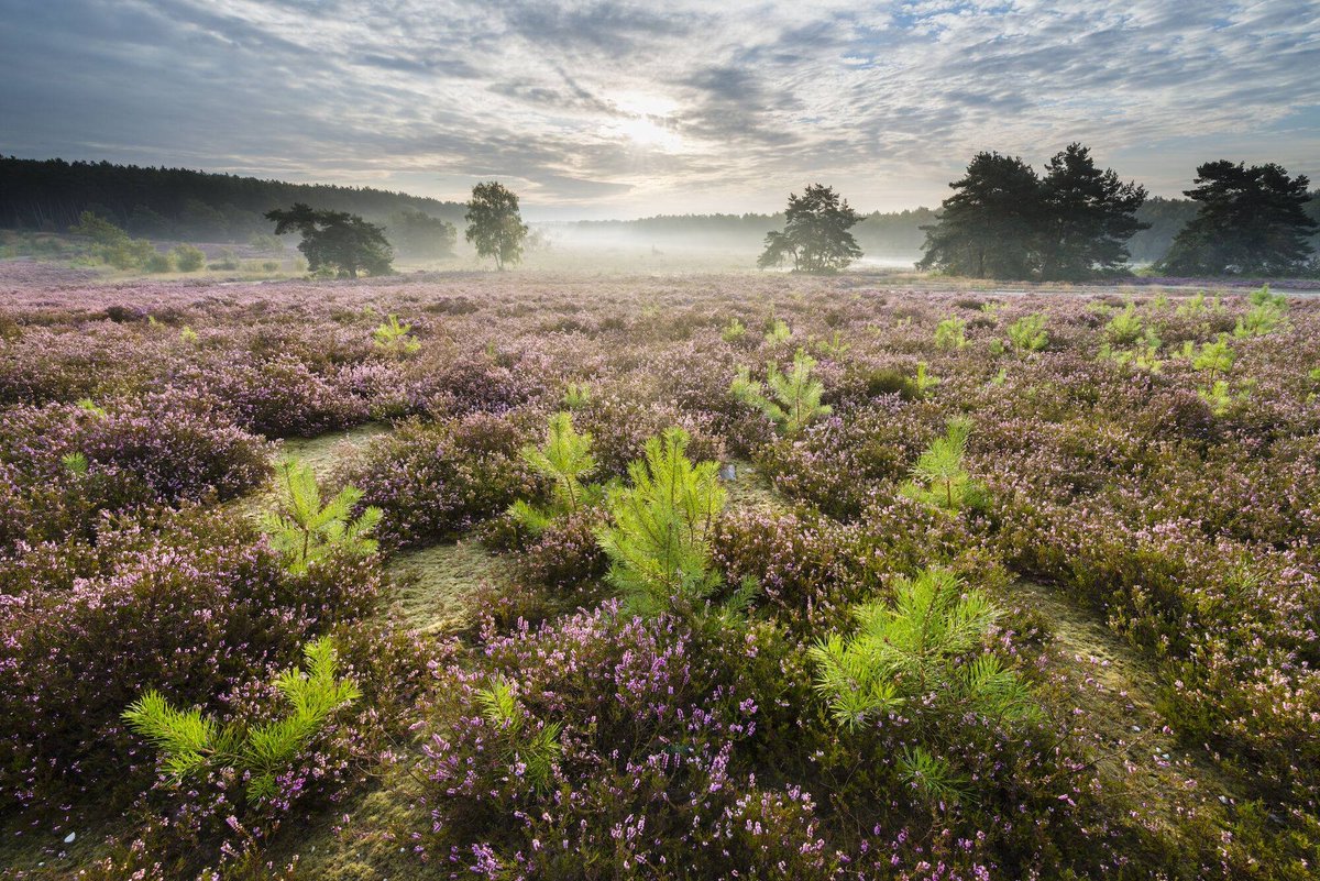 Gelukmomentje #heide #wordjestilvan #altijdlimburg