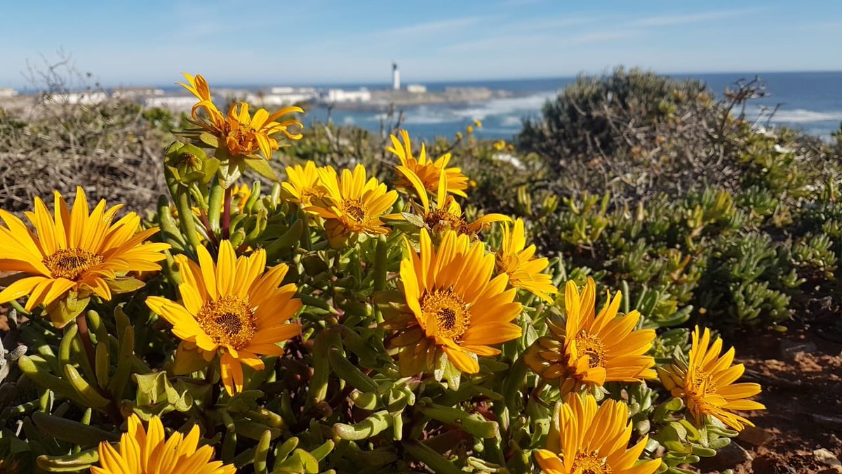 Amazing weather, amazing area and some damn good wine. The flowers are out and they’re beautiful! Come visit us at Fryer’s Cove this weekend and enjoy the scenery. 

We’re waiting for you on the jetty! 😉🍷
#SouthAfrica #westcoast #wine