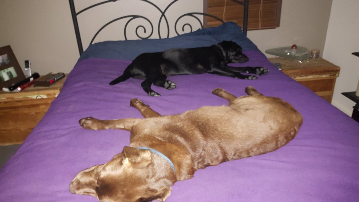 TwoDogHowl's tweet image. Day 6 of 7 days of our life...no two legs, no explanation...@gracieizzylab challenged us and we have to challenge someone each day...so @sadie_424 are you up for it?