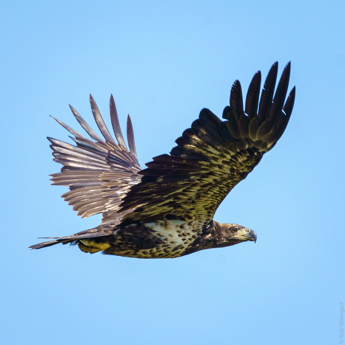 Young Eagle - #InFlightFriday

#baldeagle #eagle #lookatthosetalons
#wildlife #wildlifephotography #birding
#birds #birdtwitter #birdsoftwitter
#TwitterNatureCommunity
#TwitterBirdCommunity