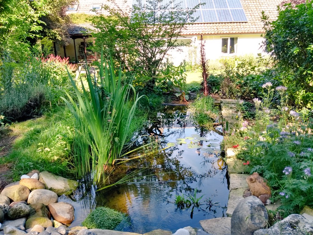 Suffolkbeeman's tweet photo. Coffee break watching #draggon and #damselflys
Need rain but weather looking set fair so probably a #BBQ and #bike ride are the order of the day. Now which #Suffolk #pub to choose as a base for the ride? Tough decision https://t.co/7sW7IlQdde