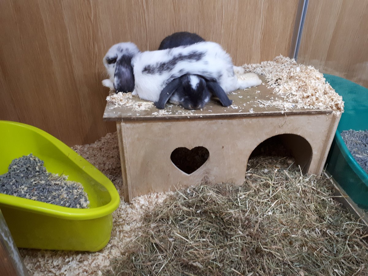 PetsMarsh's tweet photo. When the weight of the world or a rabbit keeps holding you down.

#FridayMotivation #FridayFeeling #rabbit #pets 

@PetsatHome @AdoptionForPets https://t.co/dhK0TtMtLF