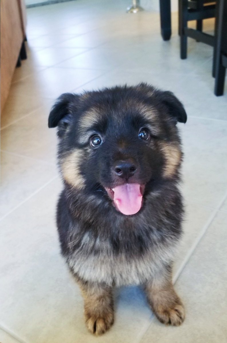 MadisonChitty's tweet photo. Riggins the German Shepherd @Real_TimRiggins https://t.co/60akf6MbUM