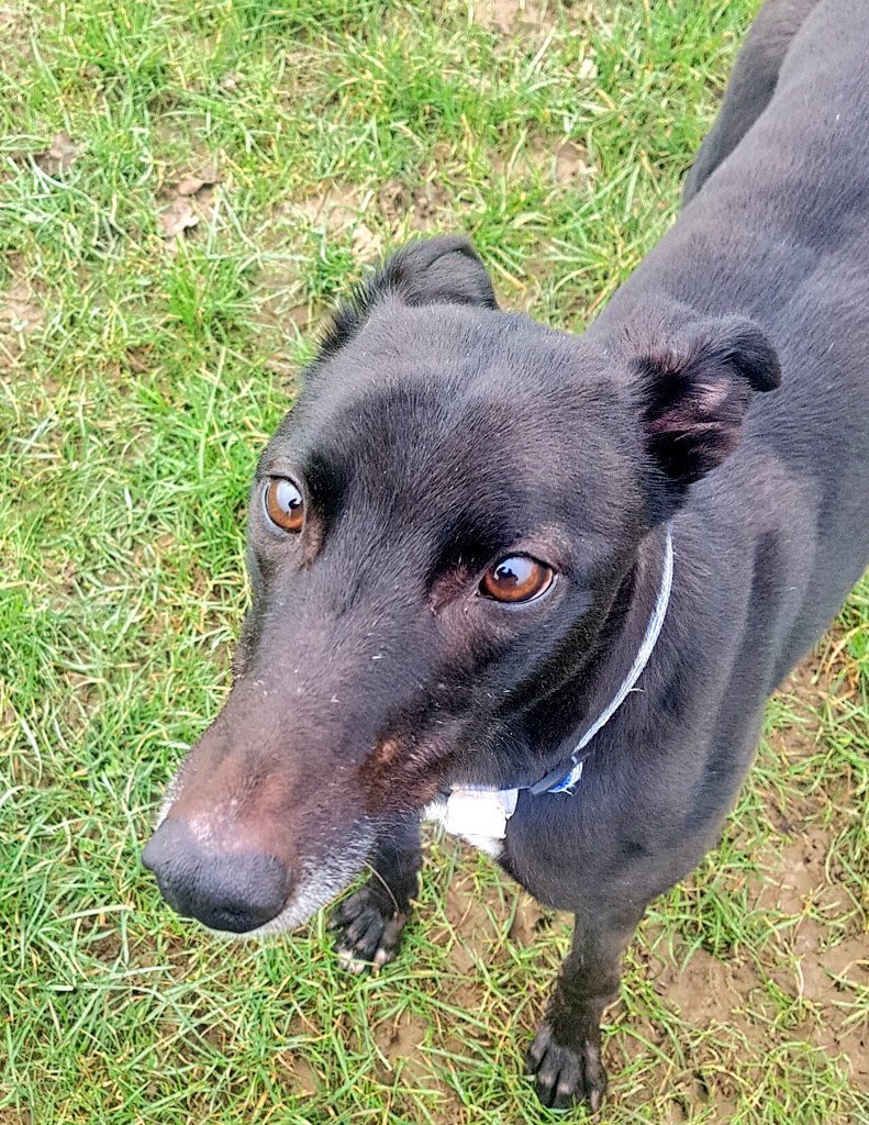 karen73984451's tweet photo. #Fridayfeeling #beeyootiful boy on the lookout for a fabulous furever home #Alfred #Pointypal #TeamZay #ItsAllAboutTheDogs @hectorsgrescue https://t.co/0prgsntdoY