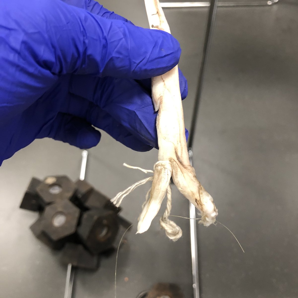 KnowYourOrgans's tweet photo. @nursescott2 @StNurseProject @TheAandPGuy @hannahlames1 thanks to everyone who had a go at our little quiz. The tendon was able to support 11000g - in fact it could have gone higher as it was the way the weights were attached that failed and NOT the tendon 😳😳 #bcunurse https://t.co/bQvY4fUiKK