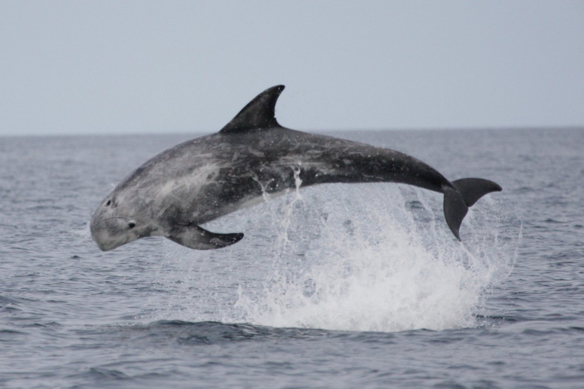 nicola_hodgins's tweet photo. The Scottish Govt. has launched a public consultation on the proposed creation of marine protected areas for minke #whales & Risso’s #dolphins. Please help us to help them by having your say here👉https://t.co/llkAtobX93 #SupportMPAs #RissosResearch #Scotland https://t.co/3JfvqjIOq8