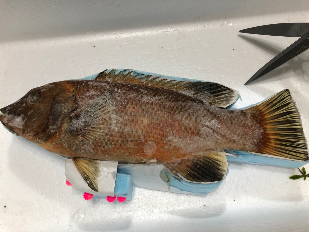 Sorari Sur Twitter コブダイのメスも届きました ベラの王様です 40cm程ですが まだ幼魚カラーも微妙に残っていて可愛い魚です