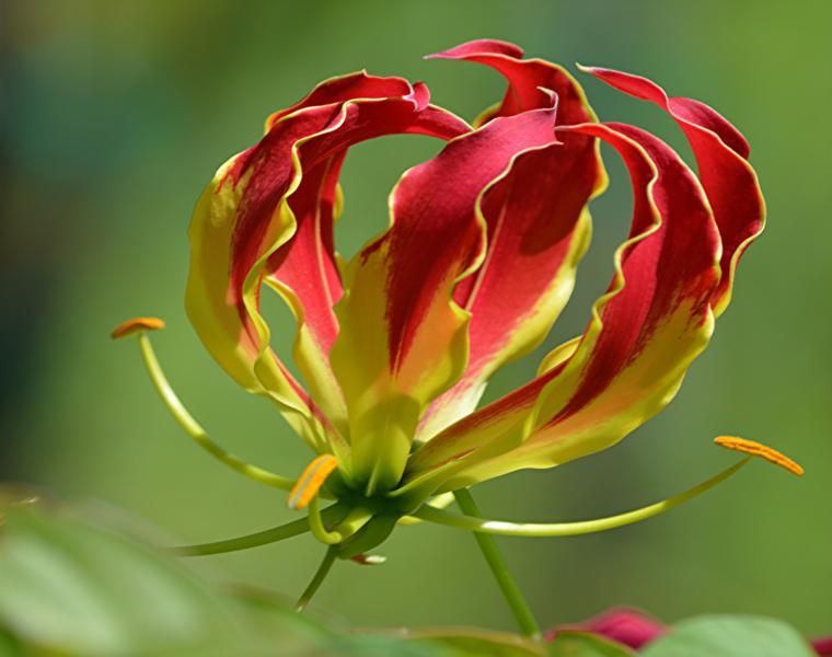 Dentro de unas semanas el verano se marchará en silencio, pero hasta entonces ¿sabes cuales son las flores de esta estación?
Te lo contamos vía <a href="/saludtz/">Salud</a> 
ow.ly/Wr9u50vFb4p