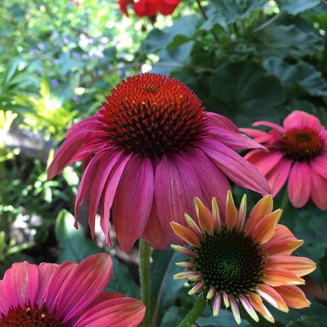 DoodlePopDesign's tweet photo. Keeping this lovely Echinacea in a pot til next year as I’ve never had any luck planting them into the ground in late summer. 
#echinacea #perfectforpollinators #beefriendly #containergardening #mygardentoday #instagardeners #august2019 #thegardeningcatl… https://t.co/dHHz5lH20Q https://t.co/X0Czj7J93F