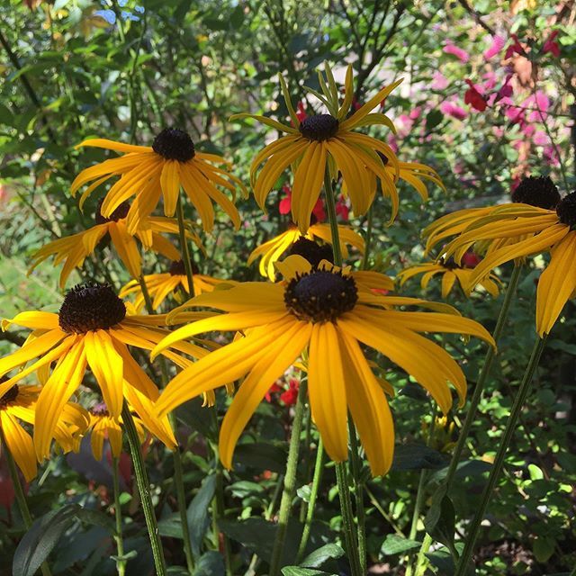 DoodlePopDesign's tweet photo. Sunny Rudbeckia in a pot for now.  It’s looking vibrant among other ‘hot’ coloured flowers. 
#rudbeckia #coneflower #mygardeninaugust #lovemygarden #gardensofinstagram #thegardeningcatlady https://t.co/UjRgq7Q9At https://t.co/yL72n3eHq1