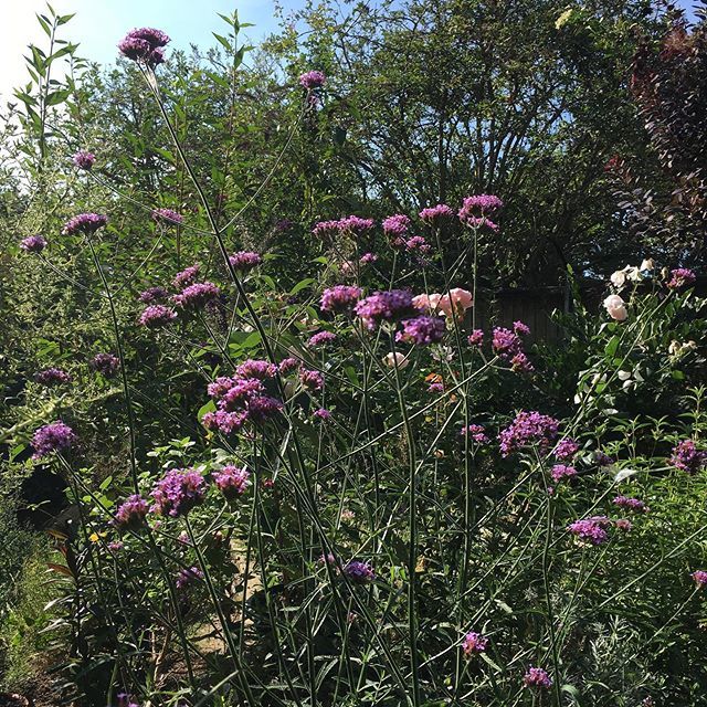 DoodlePopDesign's tweet photo. Verbena and blue skies today. ☀️😊🌸
#hotday #augustgarden #mygardeninsummer #perennialgarden #plantaddiction #lovegardening #verbenabonariensis #goodforbutterflies #perfectforpollinators #helpthebees #butterflygarden #thegardeningcatlady https://t.co/jXEKswI9at https://t.co/YgNlJPyJvM