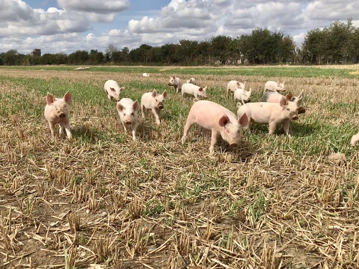 BlythburghPork's tweet photo. Freshly weaned piggies exploring their new paddock #RealFreeRange https://t.co/zhfqqc5iDT