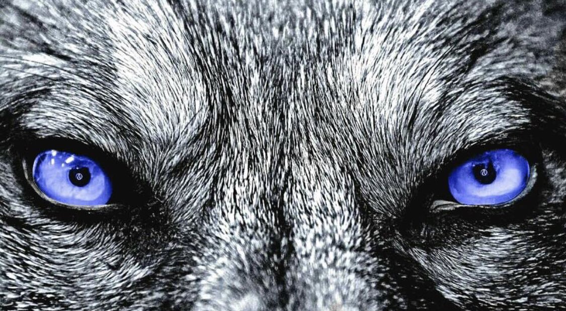 DaKidallDay's tweet photo. Game Day! #LetTheGamesBegin! #FridayNightLightsInLV #ReleaseTheWolves! 🐺🔵⚫️💪🏾 #CTown #4PeatStateOfMind https://t.co/UhFvmqTIXM