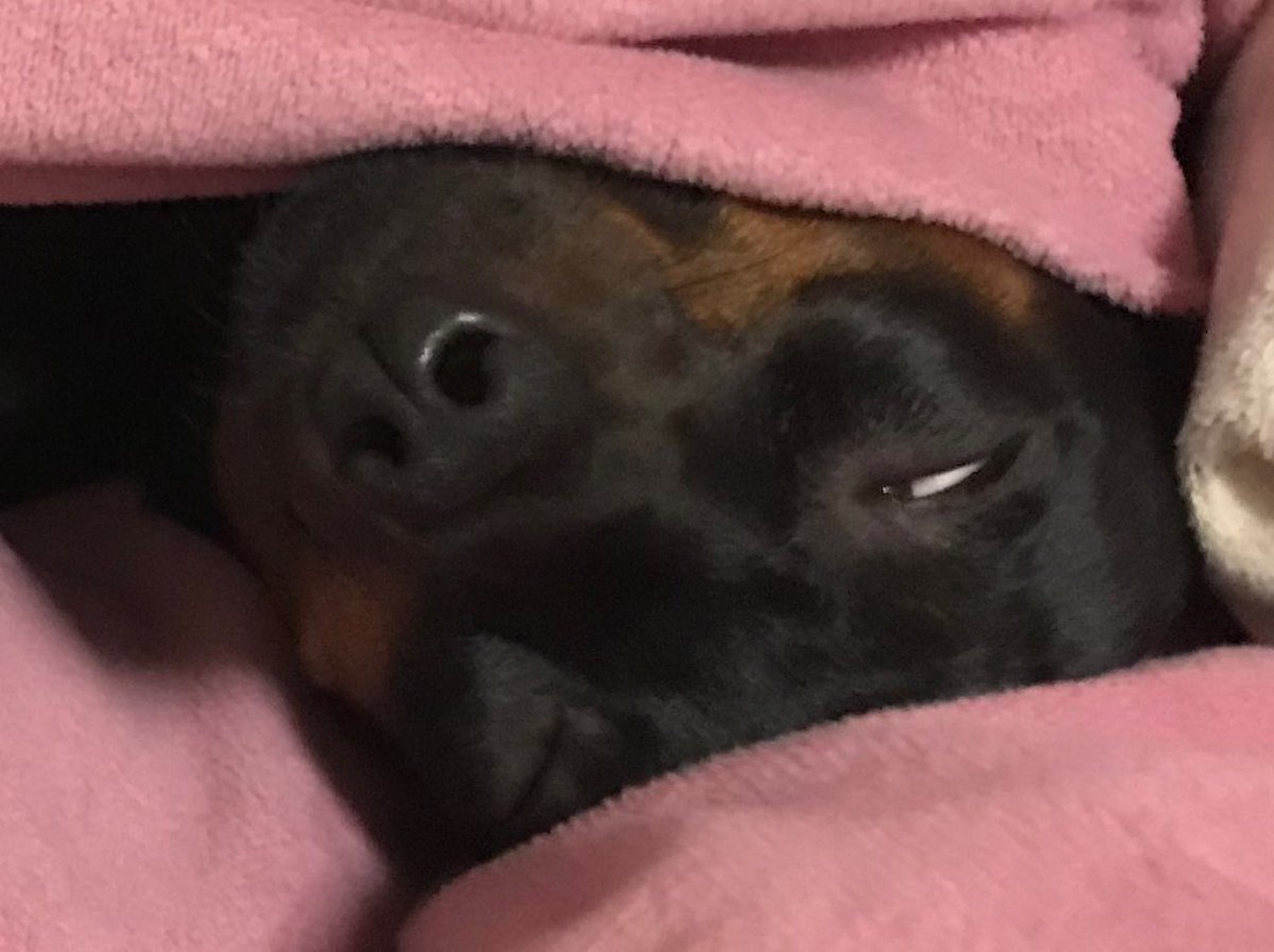Vigor ピョンテリーヌ Twitterissa うちの犬の寝顔たまに死んでるのかと思ってしまう 白目 白目 ミニピン 犬の寝顔