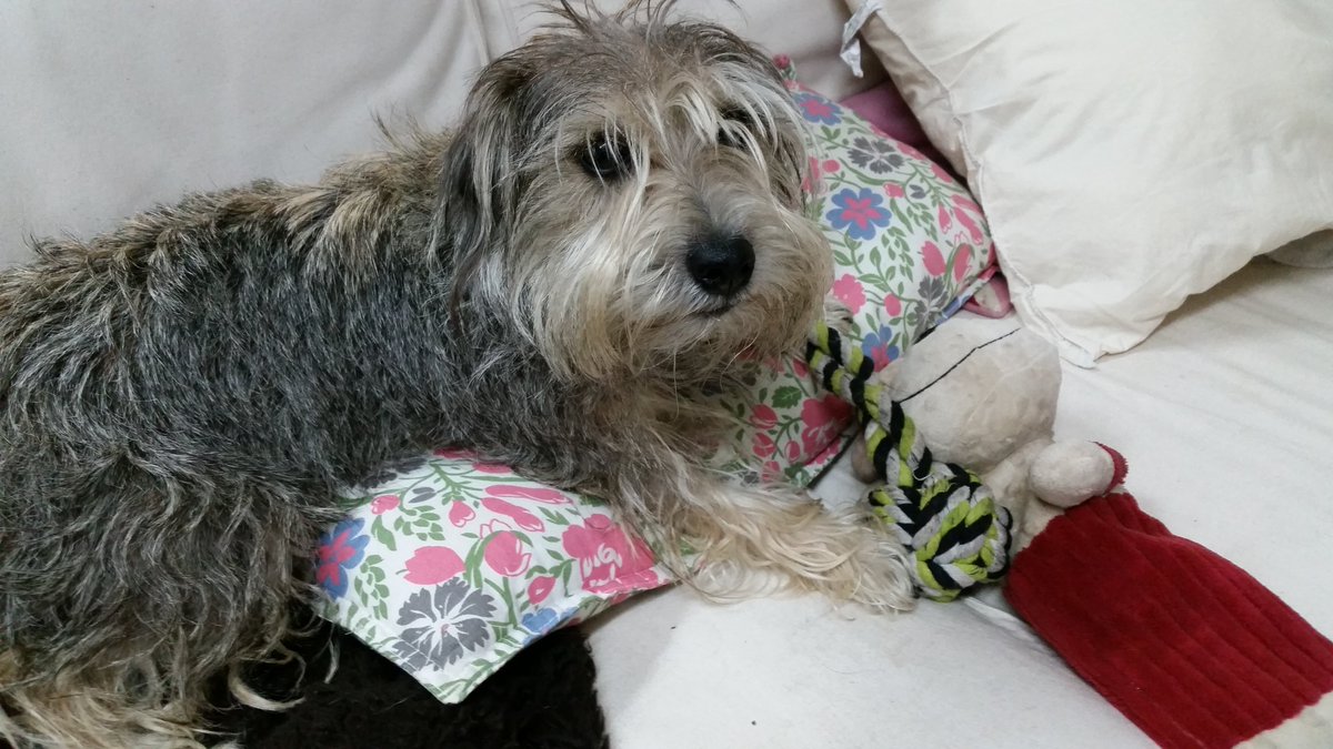 ColdwellCentre's tweet photo. Frank guarding his settee in the office at @ColdwellCentre #scruff pup#therapy dog https://t.co/AXJhdyZhn5