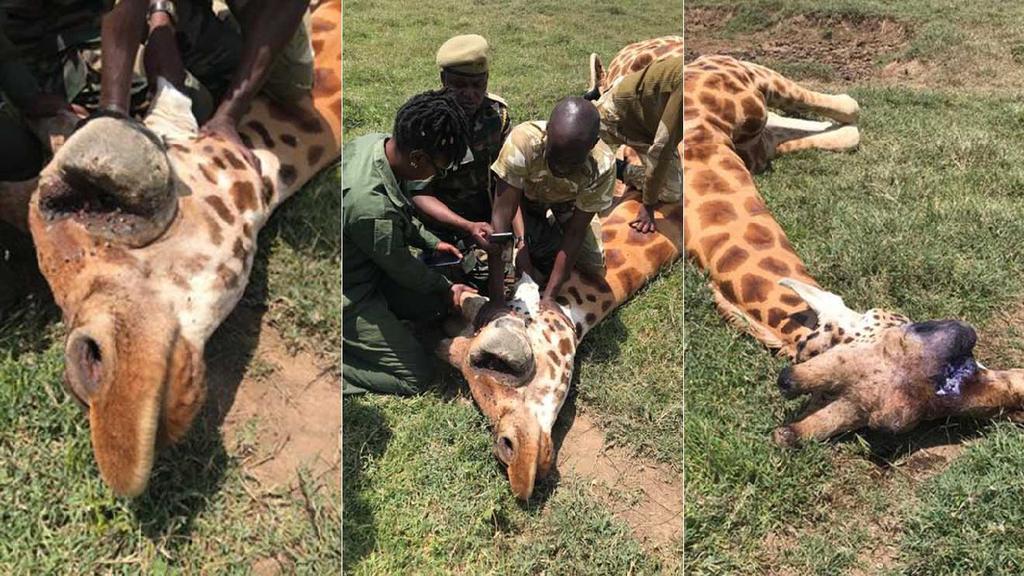 The Kenya Wildlife Service vets tracked down the Rothschild’s giraffe on Thursday at Lake Nakuru National park and started the treatment. bit.ly/2PbfIve

<a href="/GonaJudy/">Judy Kepher Gona #sttaconsulting</a> <a href="/STTAKenya/">Sustainable Travel & Tourism Africa-Consulting</a> #sttachangemakers <a href="/LetsGoTravelKE/">Lets Go Travel</a> @Karmarhtarh