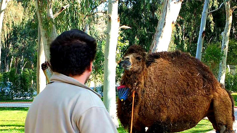 OzgunSozuer's tweet photo. https://t.co/3VTiuQqByp
#camel #camelus #deve #camelusbactrianus #hybridcamel #camelusdromedarius #zoo #zookeeper #zoophotography #zooanimals #16x9 #ethnozoology #ethnozoography #500pxrtg #ThePhotoHour #dailyphoto #PintoFotografía #thePhotoNow #yourshot #photooftheday https://t.co/UQHfBStqWb