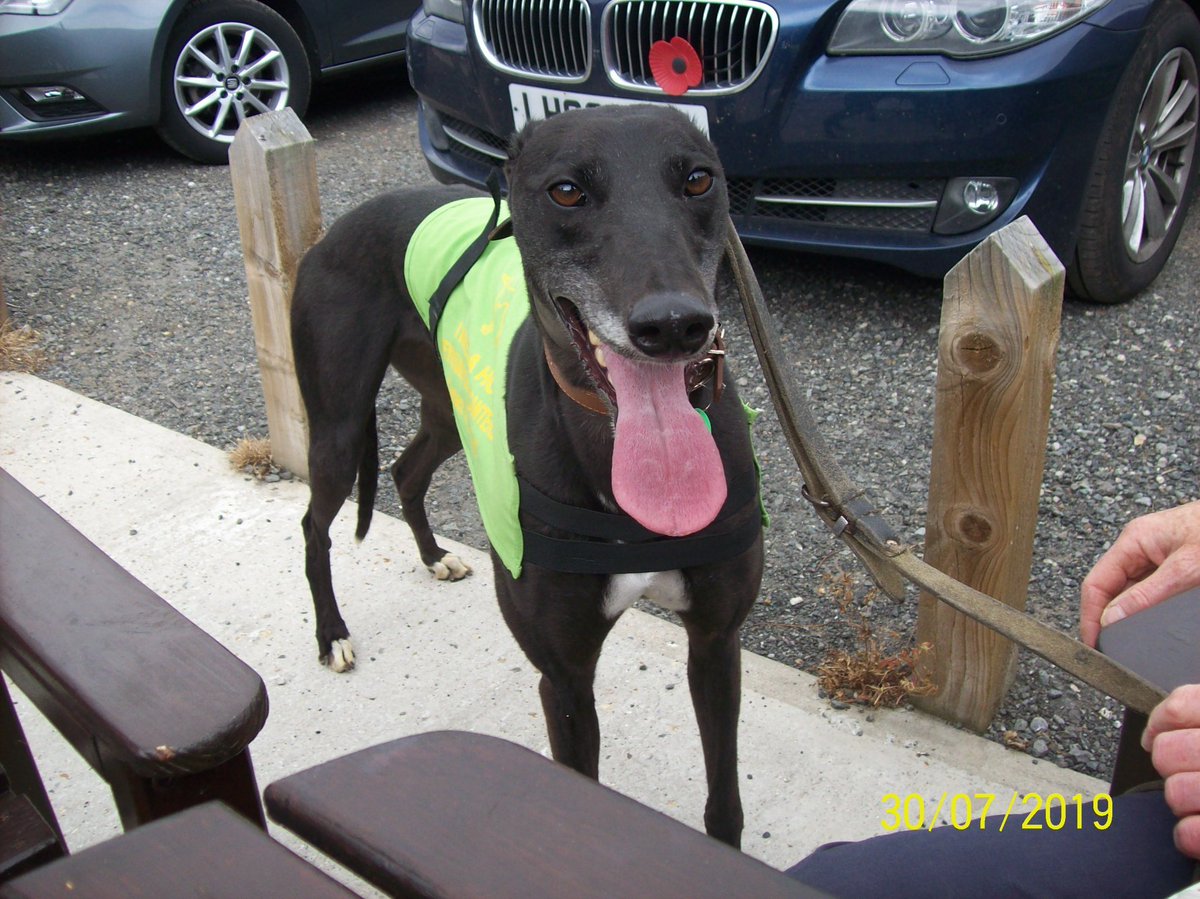 RetGreys_Cbury's tweet photo. This is Moon. πβ¨
Moon is a retired #greyhound, patiently waiting for her forever home at our #Canterbury kennels.
She's a bit nervous but a calm, caring owner will help her settle.
Could the stars be aligned for you and this sweet girl?
Call us to meet her π 01227 722847 https://t.co/MTzH5Vs4Bp