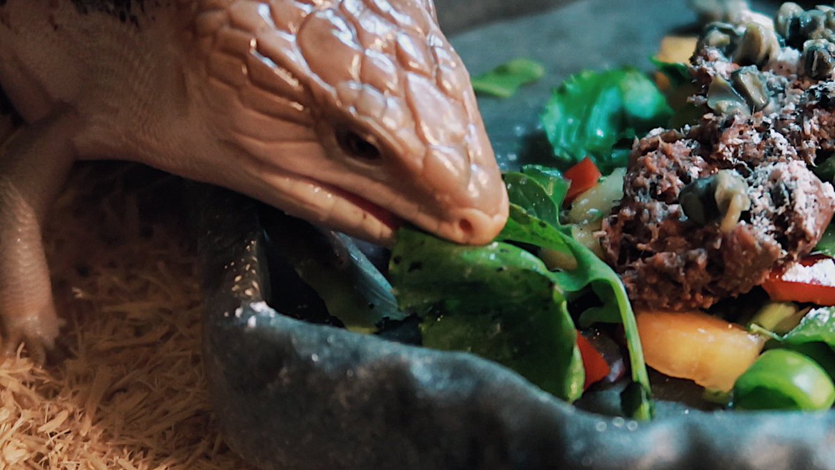taylorndean's tweet photo. *tastes food*

*yells* I demAnd tO spEaK to thE cHeF https://t.co/CFVE97tqh6