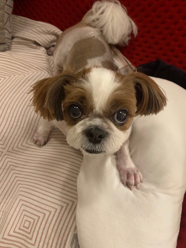 haruharu_w_bts's tweet photo. 190823 JH weverse moment

woof🐶 https://t.co/bqzZTXhJzP