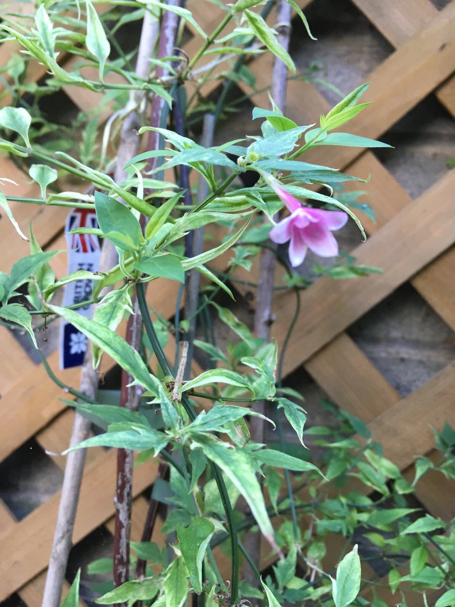 Jan_Lentzos's tweet photo. Just a single pink flower has appeared on the jasmine plant under my kitchen window...
🌿 🌸 👀
In August... 🤔
P.S. It may be small...
But it has a tremendous scent...
🌸👃☺️
#ASingleFlower #JasminePlant #PlantedLastYear #MyGarden #PinkJasmine #Climber #ByMyWindow #MyBackGarden https://t.co/Q1nbESzaxr