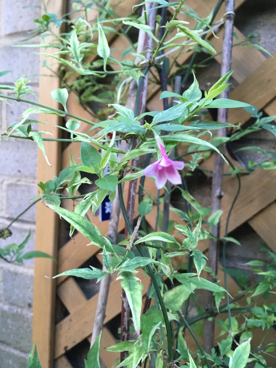 Jan_Lentzos's tweet photo. Just a single pink flower has appeared on the jasmine plant under my kitchen window...
🌿 🌸 👀
In August... 🤔
P.S. It may be small...
But it has a tremendous scent...
🌸👃☺️
#ASingleFlower #JasminePlant #PlantedLastYear #MyGarden #PinkJasmine #Climber #ByMyWindow #MyBackGarden https://t.co/Q1nbESzaxr