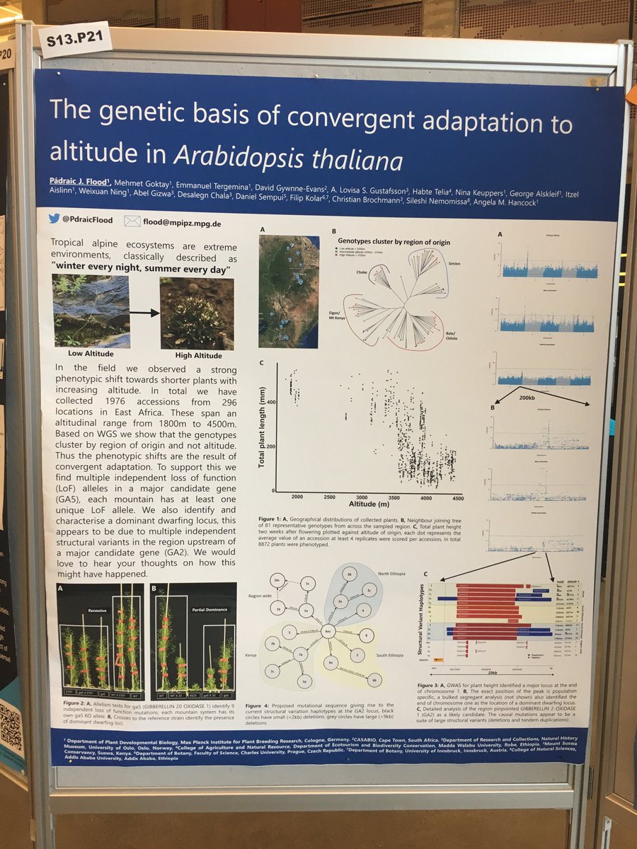 evoecolab's tweet photo. Unsolicited #posterpromotion of  ⁦@PdraicFlood⁩’s very cool work on convergent evolution to altitude in #Arabidopsis #eseb2019. See it tonight at s13.p21 https://t.co/qEYo1Mttxw