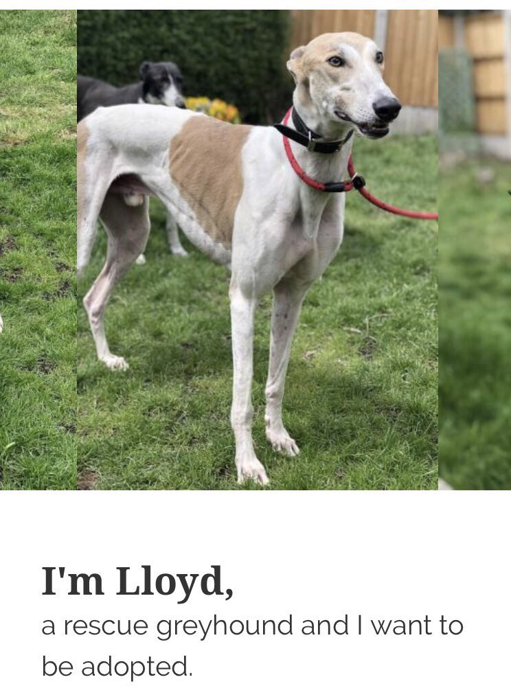 karen73984451's tweet photo. #FridayFeeling #super duper handsome boy ready and waiting on a super duper home #Lloyd #TeamZay #pointypal #ItsAllAboutTheDogs @LurcherSOS https://t.co/Yw3xatNvfJ