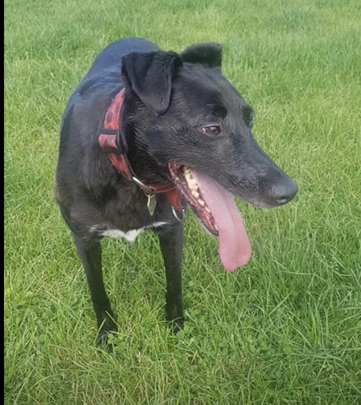 karen73984451's tweet photo. #FridayFeeling #gorgeous girlie on the lookout for a fabulous furever home #Cadi #Pointypal #TeamZay #ItsAllAboutTheDogs @moorlandsrescue https://t.co/RUvtiTjO4w