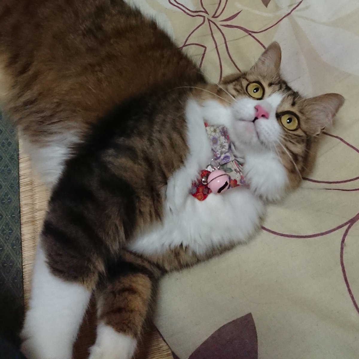 nekoja_nekoja_'s tweet photo. 何が見えてるんですか？？((( ；ﾟДﾟ))) https://t.co/LRLt6aICr9