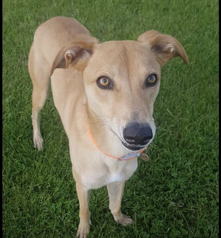 karen73984451's tweet photo. #FridayFeeling #beeyootiful boy on the lookout for a fabulous furever home #Rupert #TeamZay #ItsAllAboutTheDogs #Pointypal @moorlandsrescue https://t.co/96qbzYdjnx
