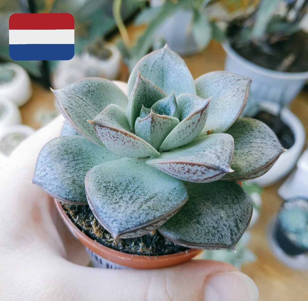 Drterrens tweet media