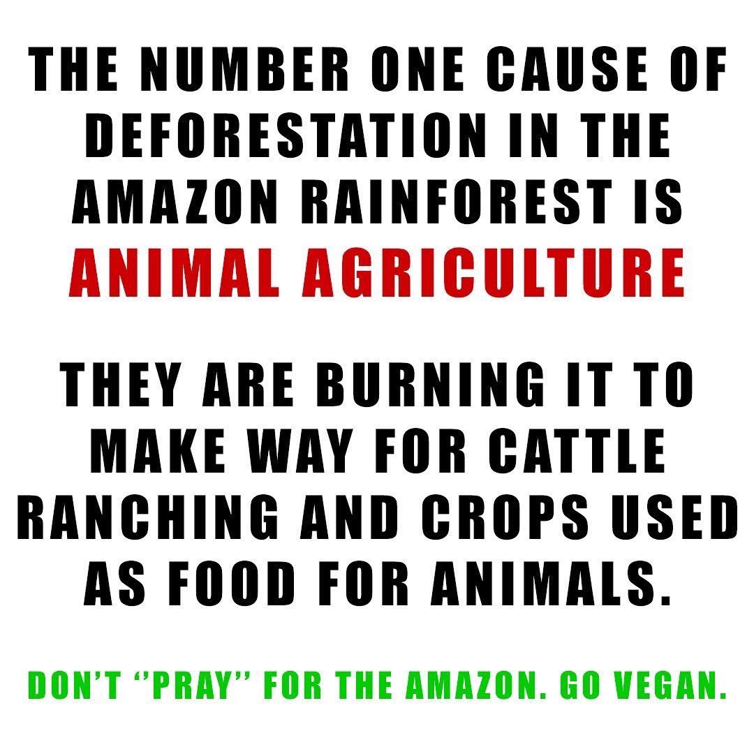 kookesworld's tweet photo. Chose #environmentoverconvenience #govegan #takeaction! Most people don’t know reasons for the fire in the #Amazonas. Read and educate yourself! https://t.co/NtXfGKiZGW