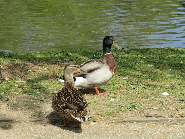 duckoftheday's tweet photo. 23 Aug 2019 https://t.co/6ysOEfq1Iw