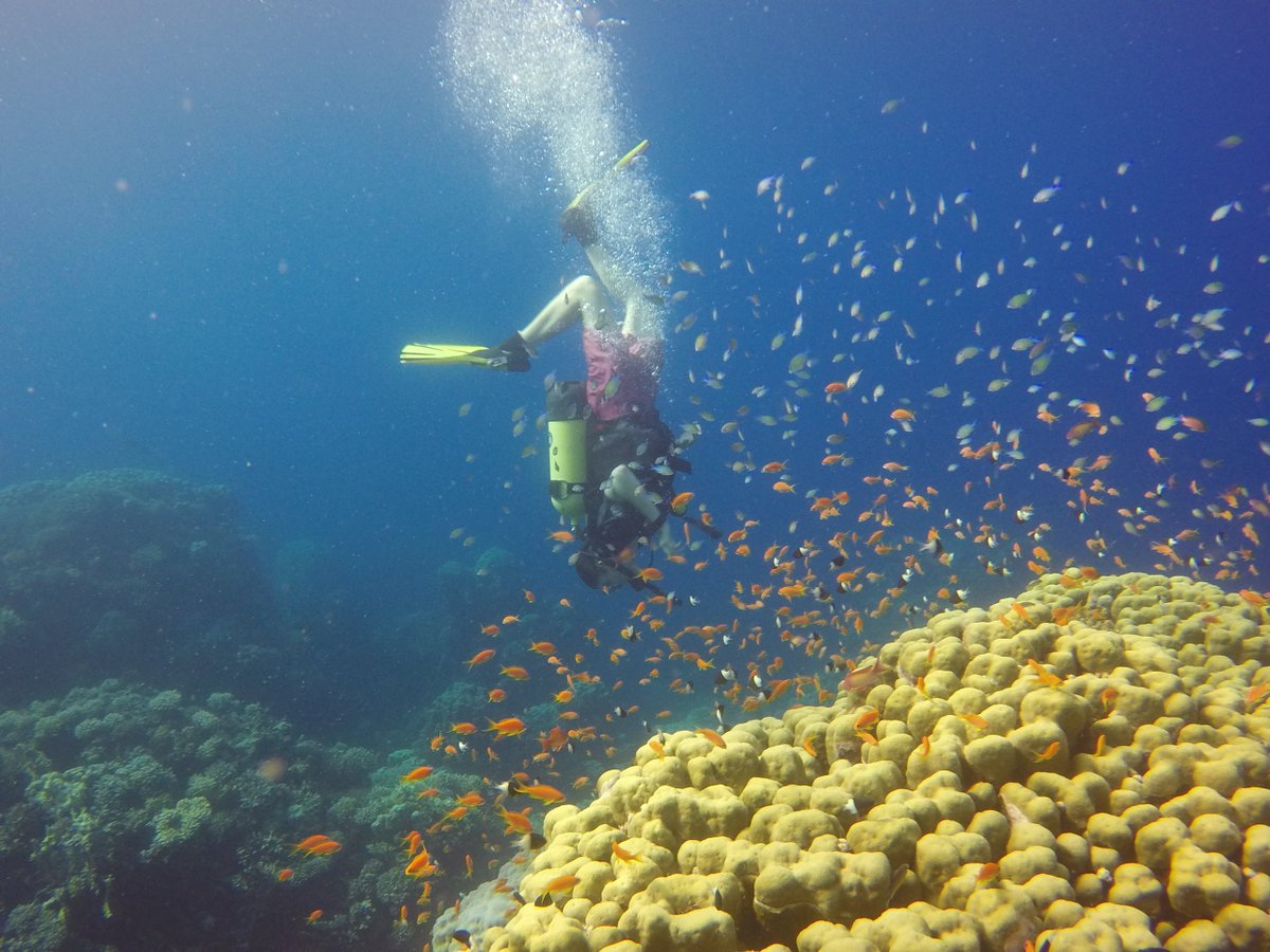 MillfieldSenior's tweet photo. ☀️ Pupils had an amazing time on their scuba diving trip to the Red Sea!

🤿 15 of the pupils were new divers and the remaining 5 furthered their dive experience to become Advanced &amp; Nitrox Divers!

💻 Read all about it here: https://t.co/lB1aNbm8t9

#Millfield #ScubaDiving https://t.co/M0E8DvRGOI