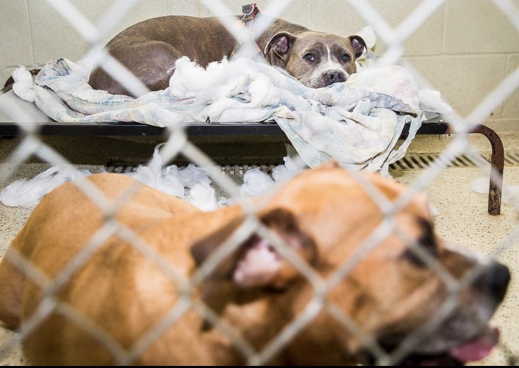 MuncieACS's tweet photo. Tomorrow is the day!!! No Barking Zone adoption event! Nearly 100 dogs and 250 cats &amp; kittens waiting patiently for their forever homes! $5 cats, $10 dogs! Please consider adding one to your home! #AdoptDontShop #crowdedshelter https://t.co/C6PJySX0Qq