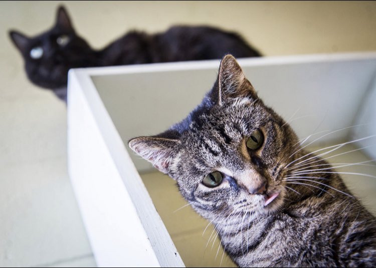 MuncieACS's tweet photo. Tomorrow is the day!!! No Barking Zone adoption event! Nearly 100 dogs and 250 cats &amp; kittens waiting patiently for their forever homes! $5 cats, $10 dogs! Please consider adding one to your home! #AdoptDontShop #crowdedshelter https://t.co/C6PJySX0Qq