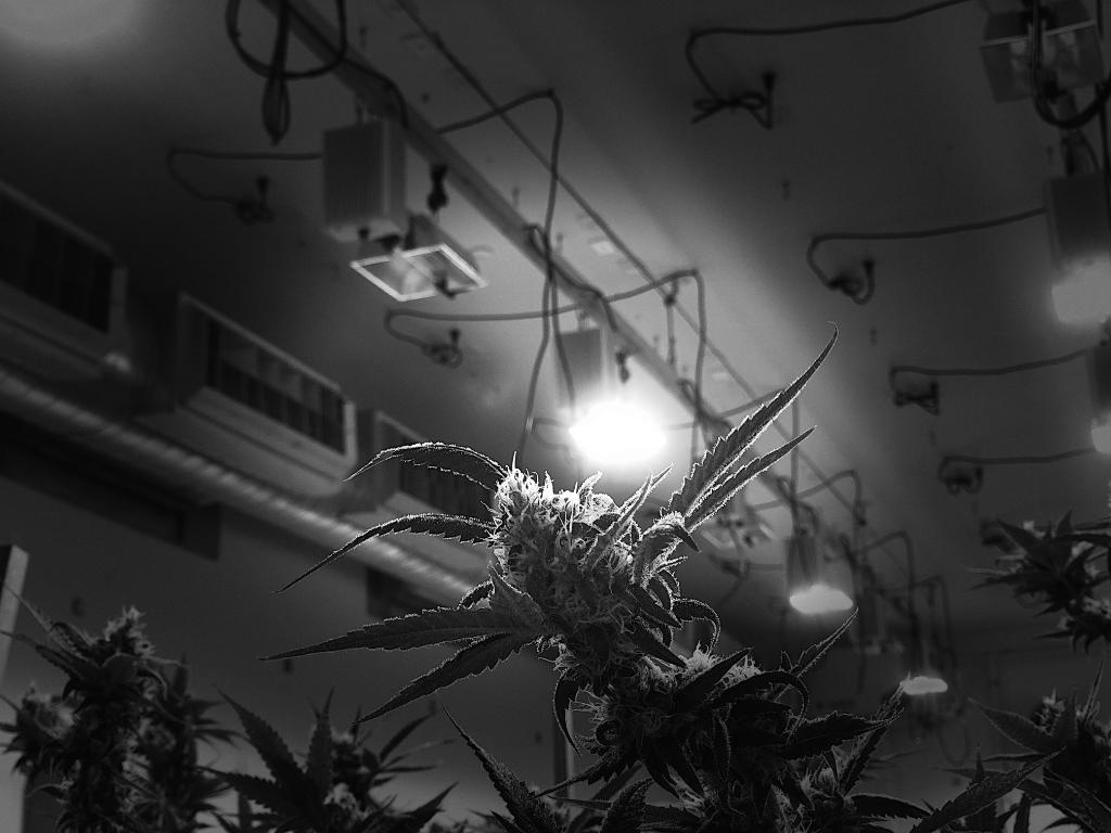 hawthornegc's tweet photo. Good design is obvious. Great design is transparent.
#hawthorne #yourfire #ourfuel #gavita #gavitagrown #cannabis #growyourown https://t.co/x8GPoyeDlO