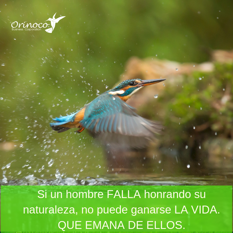 BusinessOrinoco's tweet photo. Si un hombre FALLA honrando su naturaleza, no puede ganarse LA VIDA. QUE EMANA DE ELLOS. https://t.co/GAtC1OWeQM