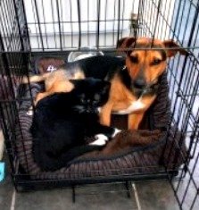 DogLostUK's tweet photo. #LOST #DOG ROCKY
Male #JackRussellTerrier Black & Tan With White On Chest Adult
#Missing from home Got out the gate at #Springfarm #Antrim #BT41 #NorthernIreland
Thursday 22nd August 2019
#LostDog #ScanMe @SAMPAuk_ @VetsGetScanning
https://t.co/Ad91GkKCPk https://t.co/TWsp24yhji