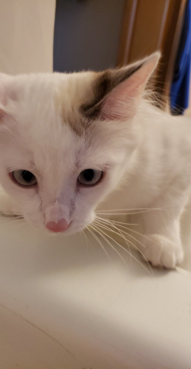 zigthecat tweet picture