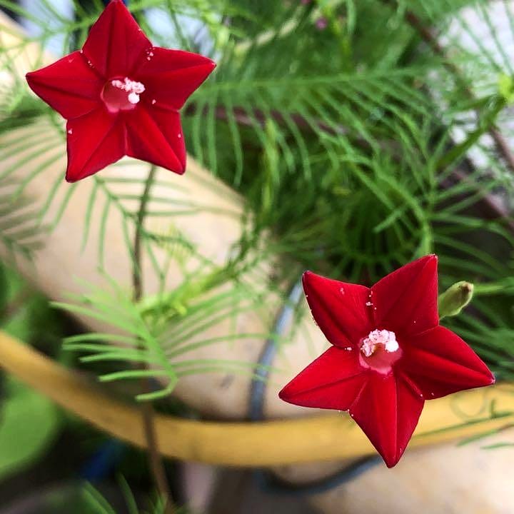 カボチャ朝顔 Twitter Search Twitter